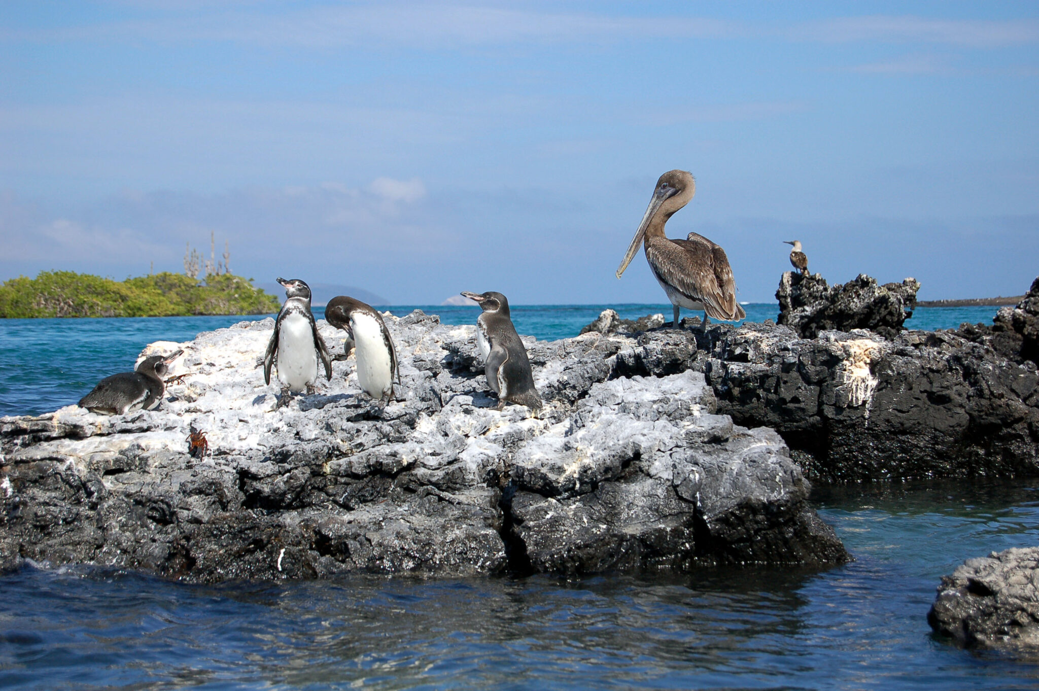 Pingüinos de Galápagos