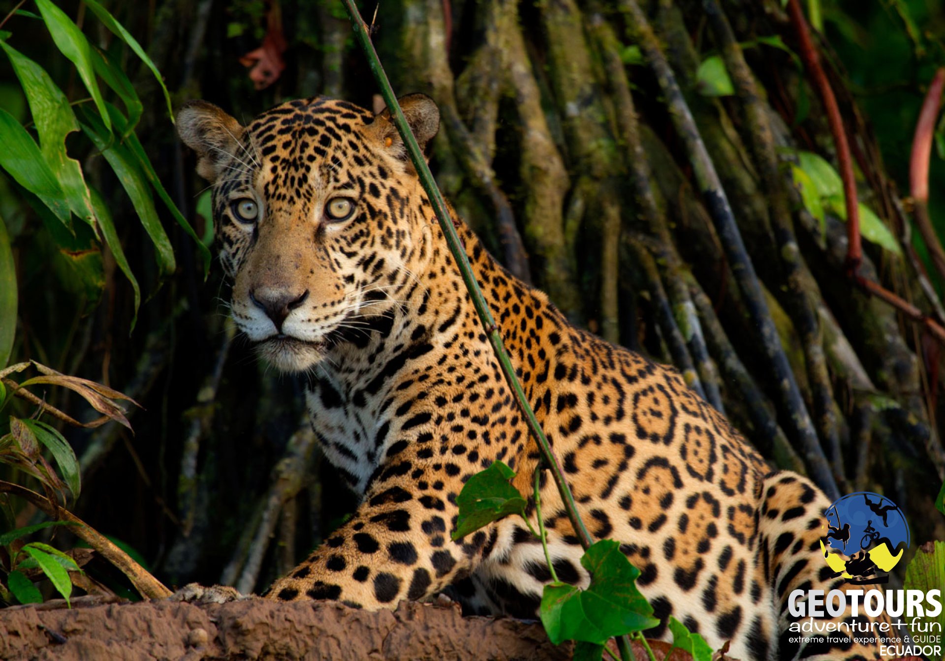 Jaguar del Yasuní